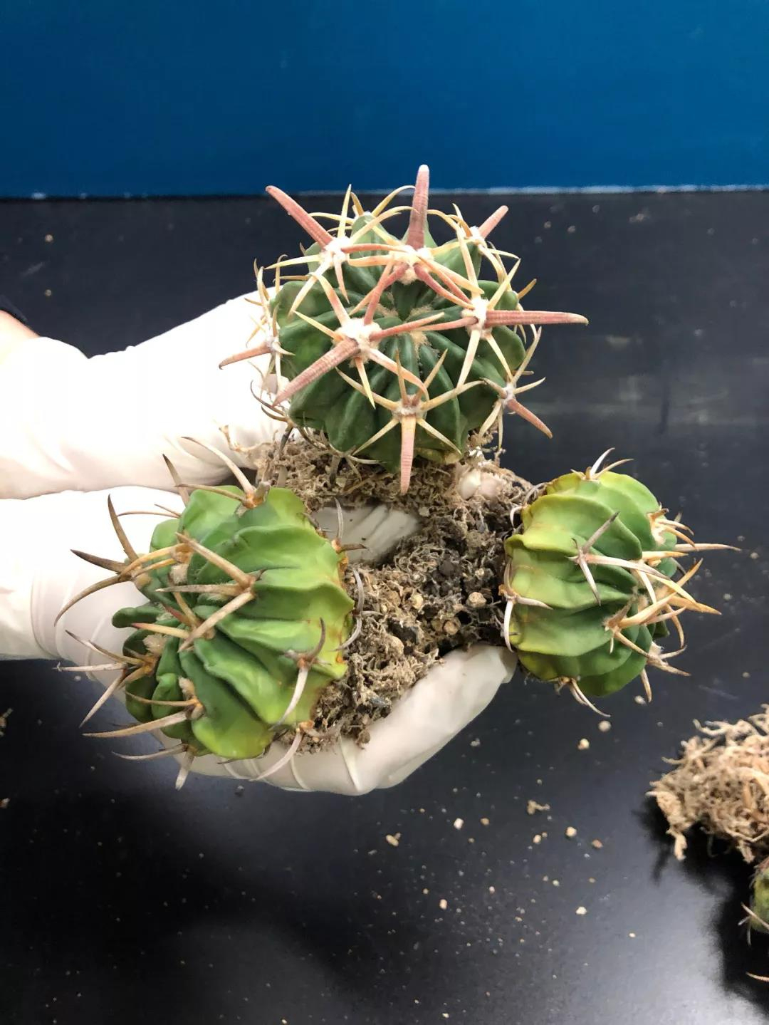 這些 “多肉” 植物不要寄進(jìn)境了，瀕危！